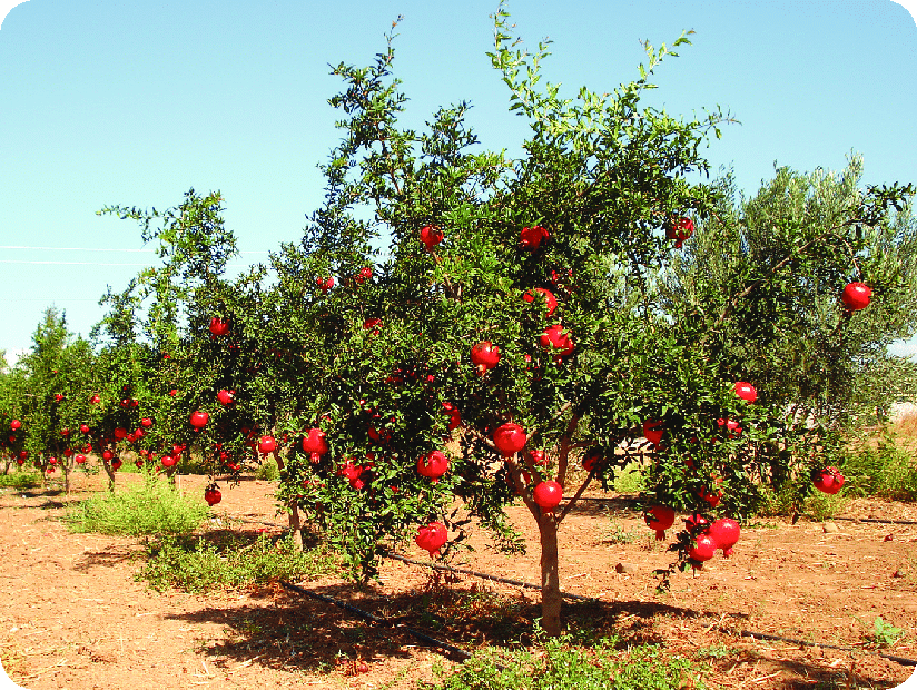 Can pomegranate trees grow in Florida?