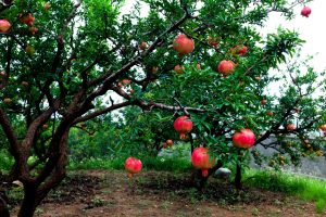 pomegranate trees grow
