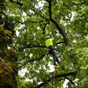 Remove Vines from Tall Trees