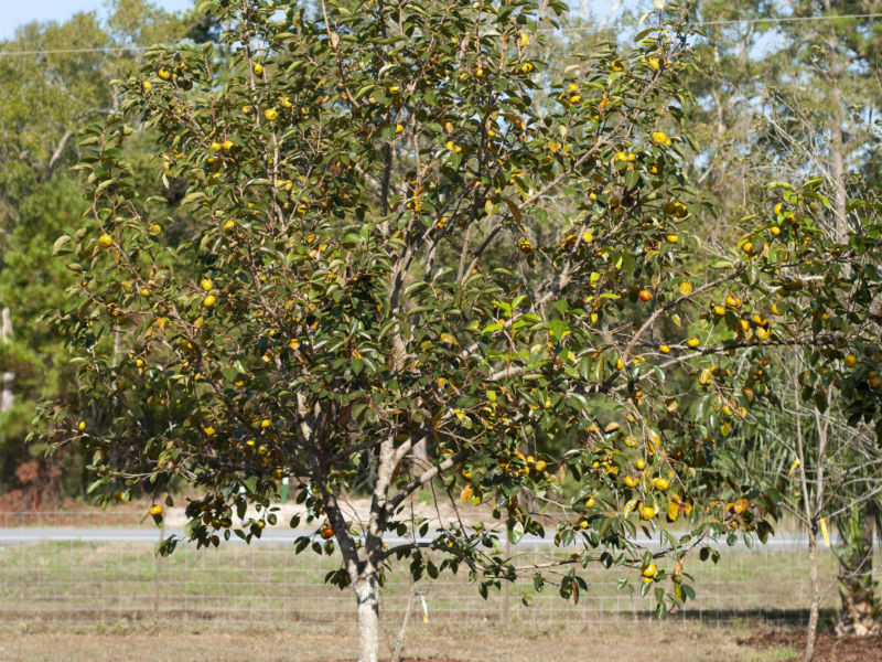 Persimmon tree in Florida