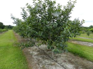 Persimmon tree in Florida