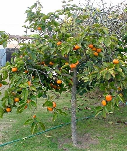 Persimmon tree in Florida