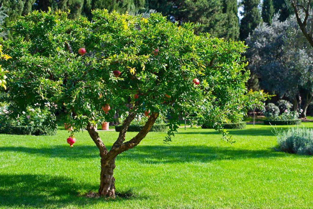 Can pomegranate trees grow in Florida?