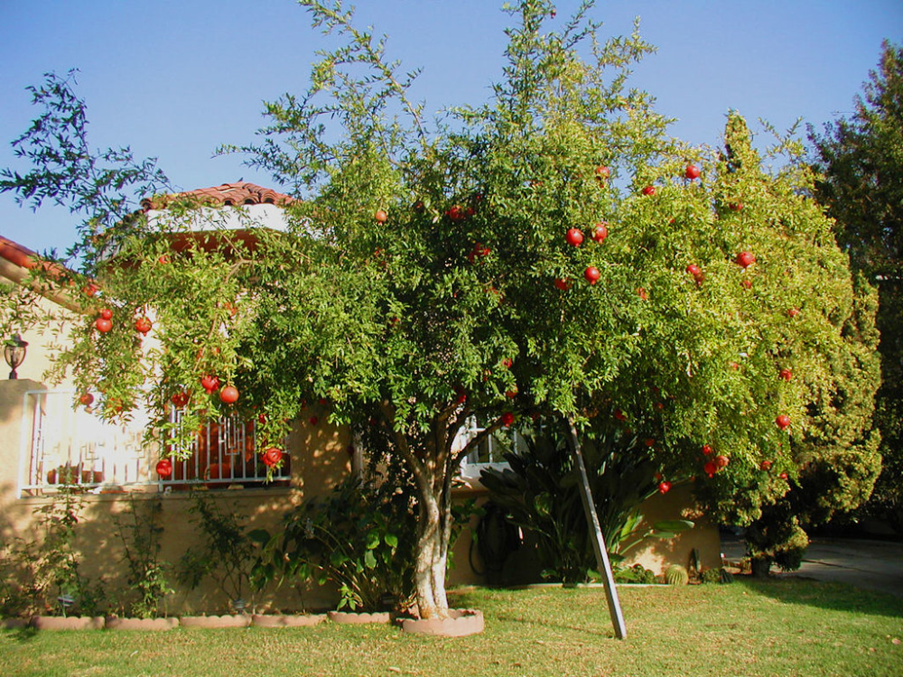 When to fertilize pomegranate trees in Florida