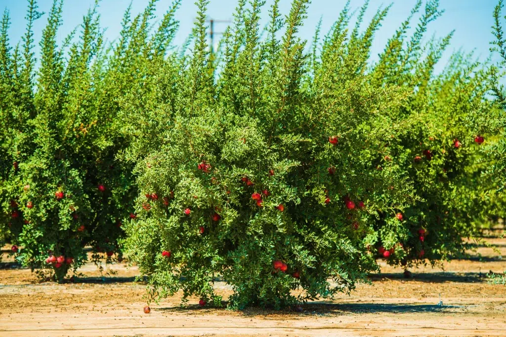 When to fertilize pomegranate trees in Florida