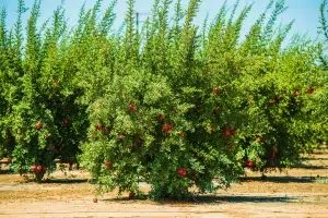 When to fertilize pomegranate trees in Florida