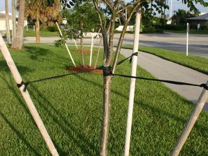 When to remove tree stakes?