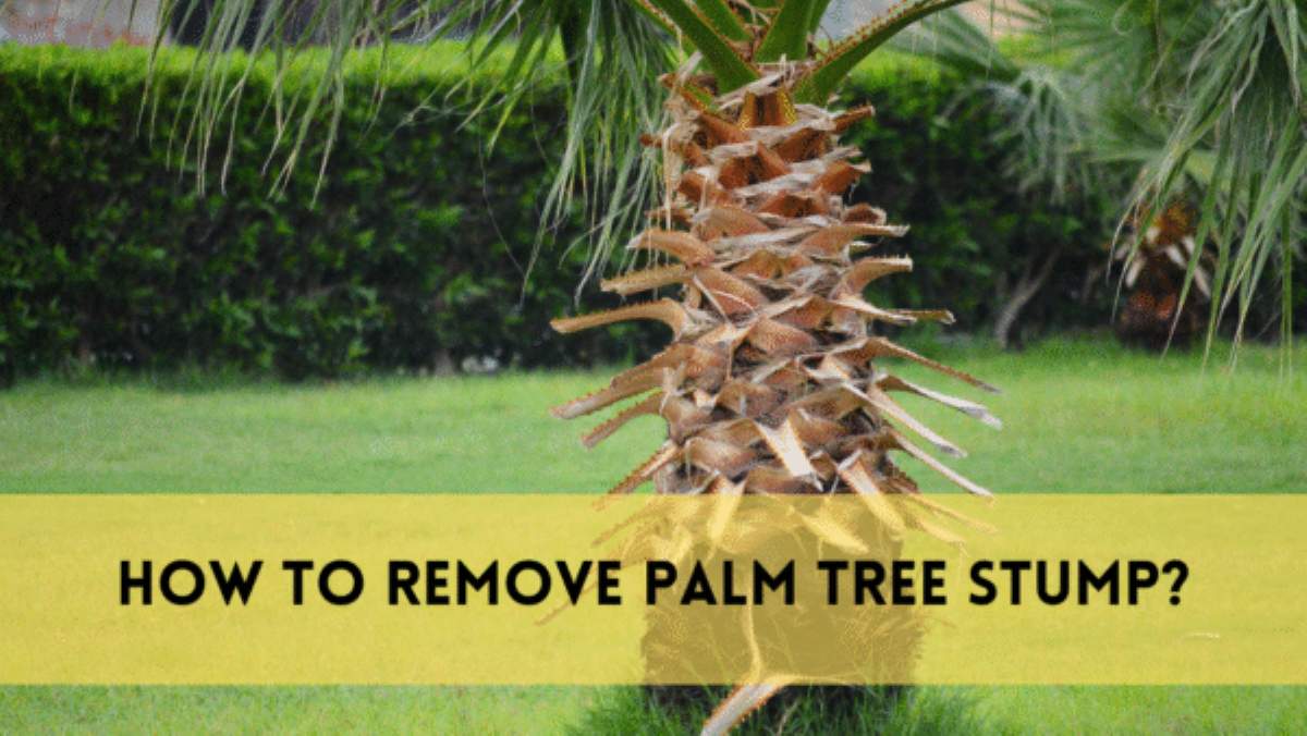 Remove Palm Tree Stump